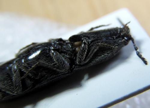Melanotus sulcicollis