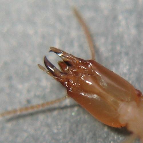Réf. 97 029 : Reticulitermes sp.