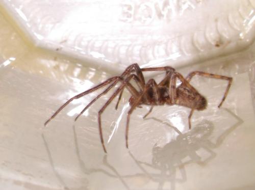 Segestria bavarica