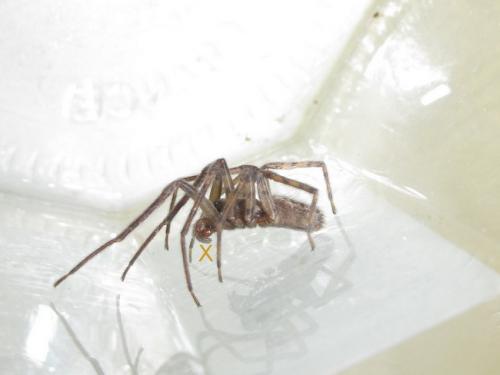 Segestria bavarica