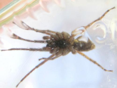 Segestria bavarica