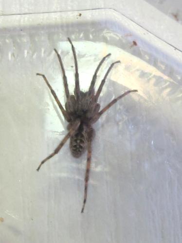 Segestria bavarica