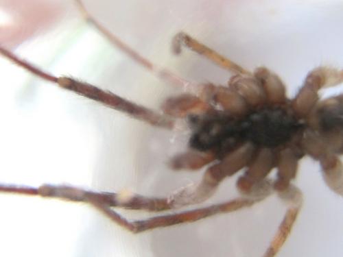 Segestria bavarica