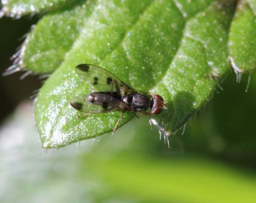 Geomyza tripunctata