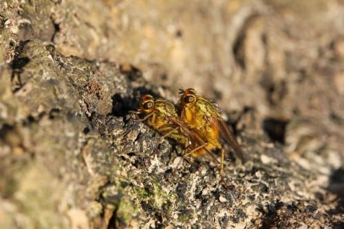 Scathophaga stercoraria