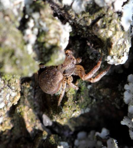 Xysticus sp.