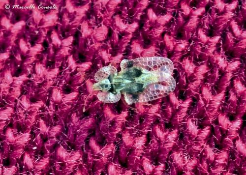 Corythucha arcuata