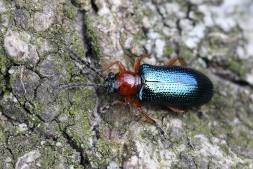Oulema sp.