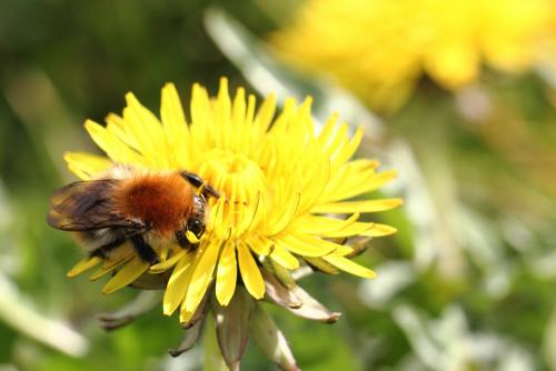 Bombus sp.