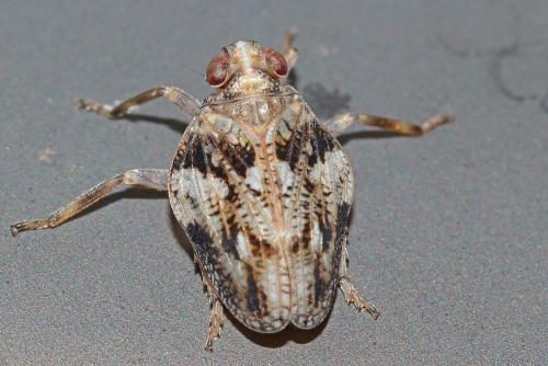 Réf. 97 053 : Issus coleoptratus