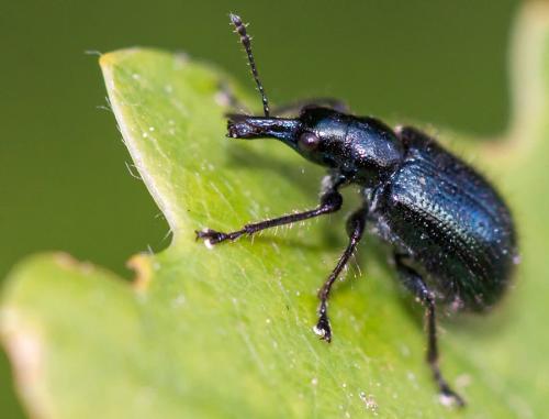 Lasiorhynchites sp.