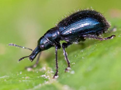 Lasiorhynchites sp.