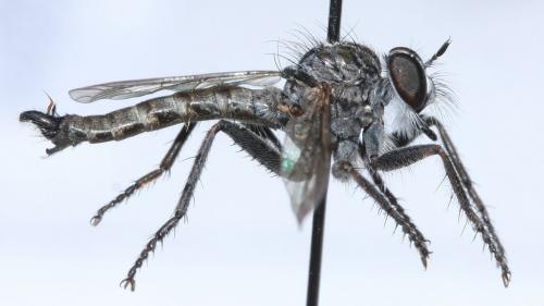 Machimus lacinulatus