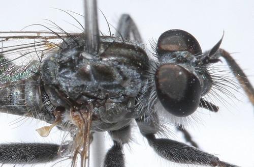 Machimus lacinulatus