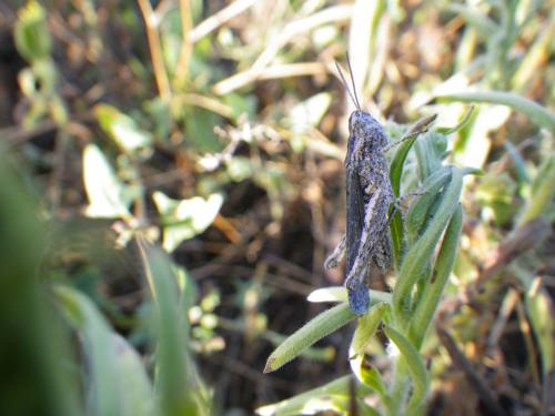 Chorthippus sp.