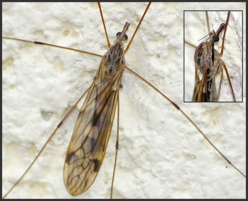 Tipula rufina
