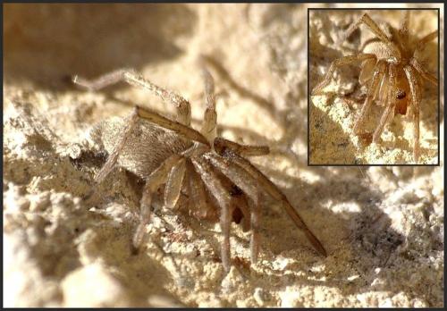 Drassodes sp.