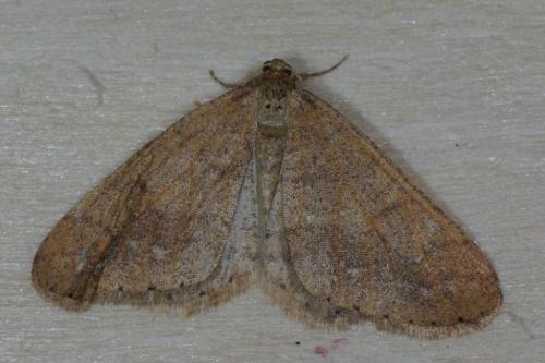 Réf. 97 827 : Agriopis marginaria