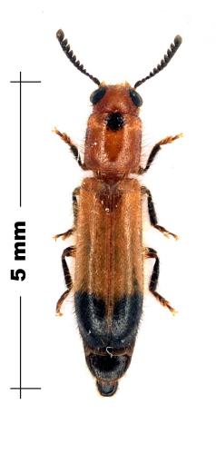 Tenerus sp.