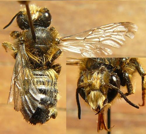 Megachile rufescens