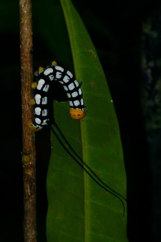 Isognathus sp.