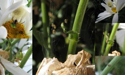 Araniella sp.