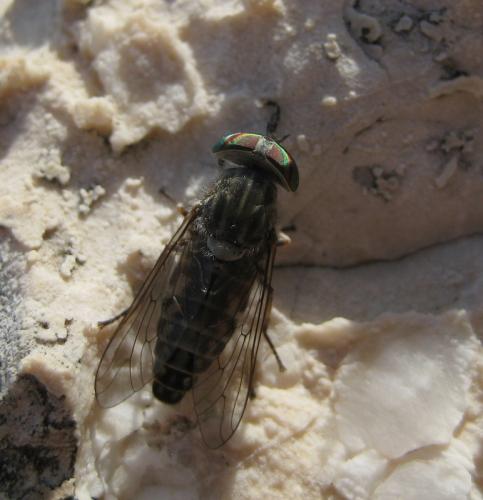 Tabanus shannonellus
