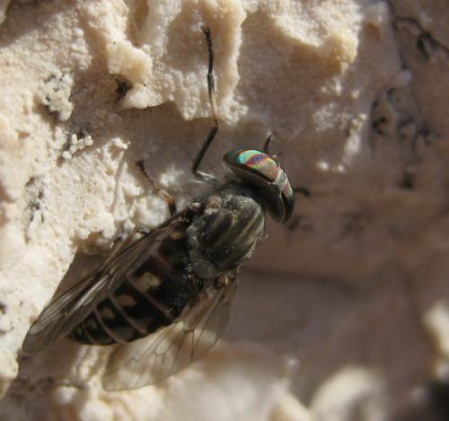 Tabanus shannonellus