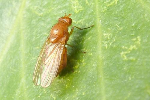 Sapromyza sp.