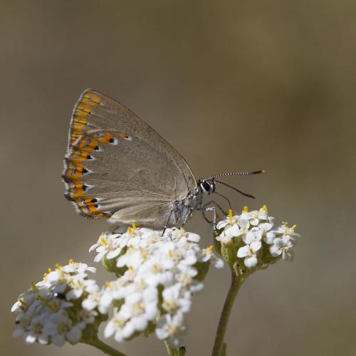 Réf. 97 095 : Laeosopis roboris