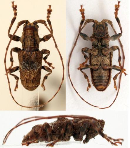 Paroeax nasicornis