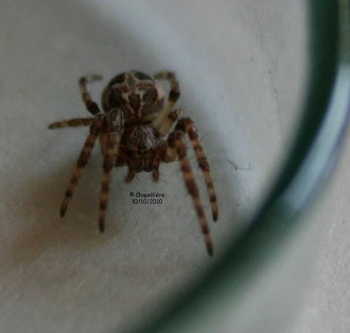 Larinioides cornutus