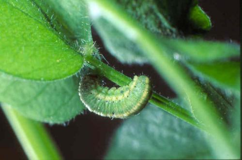 Réf. 97 333 : Hypera sp.