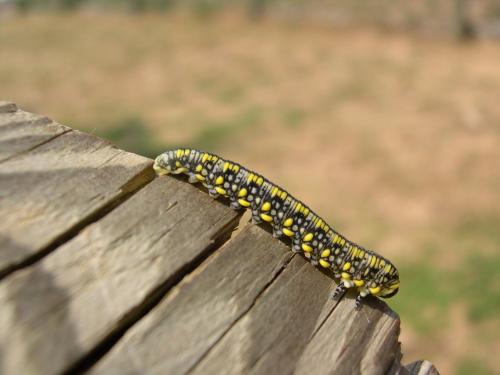Diprion similis