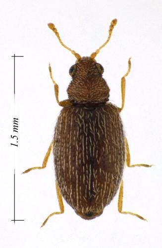 Melanophthalma extensa