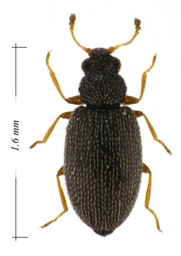 Melanophthalma sp.
