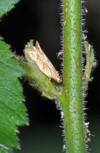 Orophia ferrugella