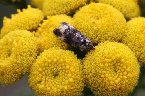 Réf. 97 741 : Endothenia sp.