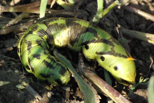 Réf. 97 740 : Agrius convolvuli