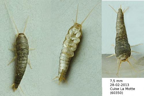 Lepisma saccharina