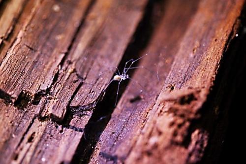 Leptoneta sp.