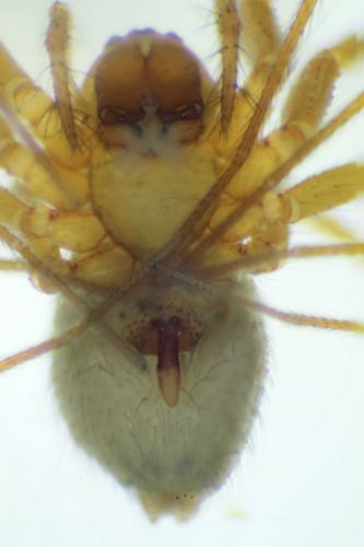 Palliduphantes sanctivincenti