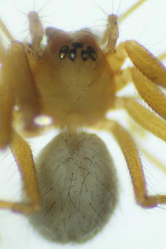Palliduphantes sanctivincenti