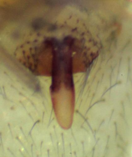 Palliduphantes sanctivincenti