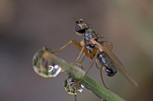 Réf. 97 376 : Lonchoptera lutea
