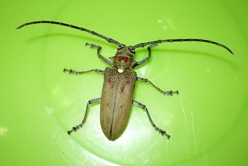 Réf. 97 695 : Batocera rufomaculata