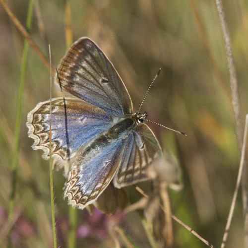 Réf. 97 017 : Polyommatus daphnis