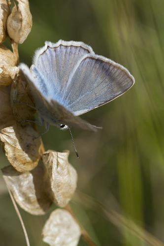 Réf. 97 014 : Polyommatus daphnis