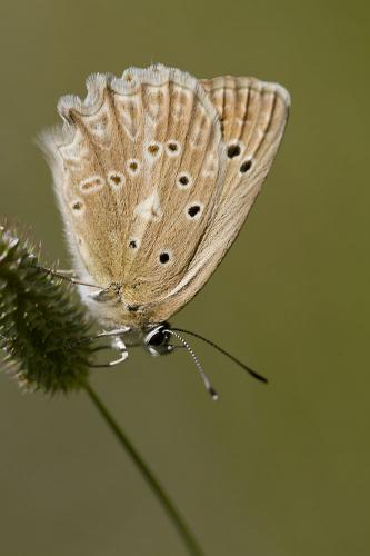 Réf. 97 016 : Polyommatus daphnis