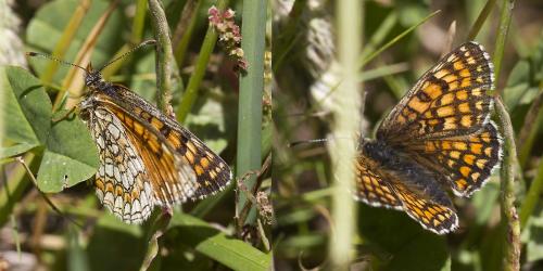 Melitaea sp.